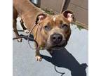 Adopt Nicole a Pit Bull Terrier