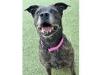 Adopt Barbie a Pit Bull Terrier, Mixed Breed