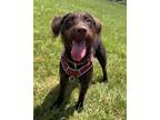 Adopt Piper-in foster Home a Wirehaired Terrier, Terrier