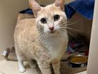 Adopt WHITNEY a Domestic Short Hair