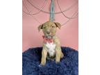 Adopt Londyn a American Staffordshire Terrier, Mixed Breed