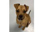 Adopt Chamomile a Terrier