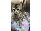Adopt Maybelline a Domestic Short Hair