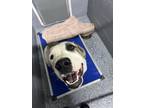 Adopt Lou Lou a Great Dane, Pit Bull Terrier