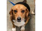 Adopt Tik a Beagle, Mixed Breed