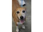 Adopt Missy(No children) a Parson Russell Terrier, Mixed Breed