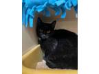 Adopt Tootie (Bonded with Philbert) a Domestic Short Hair