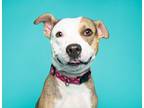 Adopt Junebug a Pit Bull Terrier, Mixed Breed