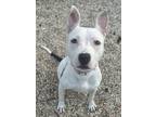Adopt Bellami a Pit Bull Terrier, Mixed Breed