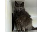 Adopt LACEY a Domestic Long Hair