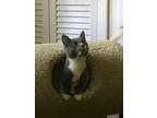 Adopt Stormy and Star 6 mo a Domestic Short Hair