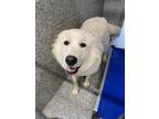 Adopt CLAIRE a Great Pyrenees, Mixed Breed