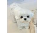 MSGH Teacup Maltese Puppies Available Now