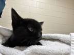 Adopt Chive a Domestic Short Hair