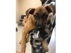 Adopt Zoey 30391 a Boxer, Mixed Breed