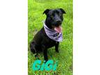 Adopt Gigi 122984 a Labrador Retriever, Mixed Breed