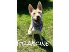 Adopt Francine 30318 a Labrador Retriever, Husky