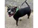 Adopt Lady Featherington DIKO 4 a Pit Bull Terrier, Mixed Breed