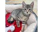 Adopt Buster PL a Domestic Short Hair