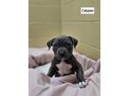 Adopt Calypso a Pit Bull Terrier, Mixed Breed