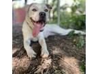 Adopt Cricket a Pit Bull Terrier, Mixed Breed
