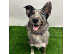 Adopt Florence a Border Collie, Mixed Breed