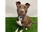 Adopt Zoomie Zoe a Pit Bull Terrier
