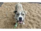 Adopt MERLE a Pit Bull Terrier