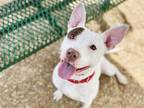 Adopt QUEEN a Pit Bull Terrier, Mixed Breed