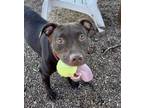 Adopt NELLA a Pit Bull Terrier, Mixed Breed