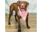 Adopt Maple a Pit Bull Terrier, Chocolate Labrador Retriever