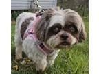 Adopt Lizzy a Lhasa Apso