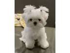 DSGF Teacup Maltese Puppies Available Now