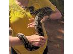 Adopt Erish a Snake