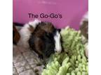 Adopt The Go-Go's a Guinea Pig