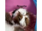 Adopt Roxette a Guinea Pig