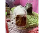 Adopt Paramore a Guinea Pig
