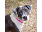 Adopt Wildberry a American Staffordshire Terrier