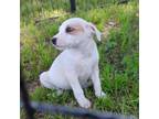 Adopt Celine- 052902S a Labrador Retriever