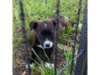 Adopt Carmilla- 052901S a Labrador Retriever