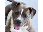Adopt Lacey a Pit Bull Terrier