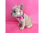 French Bulldog Puppy for sale in Lancaster, CA, USA