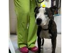 Adopt Xanadu 24-0338 a Pit Bull Terrier
