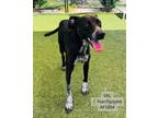 Adopt Val a German Shorthaired Pointer, Mixed Breed