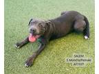 Adopt Salem a Pit Bull Terrier
