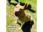 Adopt Trixie a Pit Bull Terrier, Mixed Breed