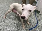 Adopt ANNA a Pit Bull Terrier, Mixed Breed