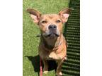 Adopt A410408 a Pit Bull Terrier, Mixed Breed