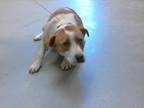 Adopt A410835 a Labrador Retriever, Mixed Breed
