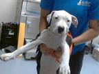 Adopt A410687 a Pit Bull Terrier